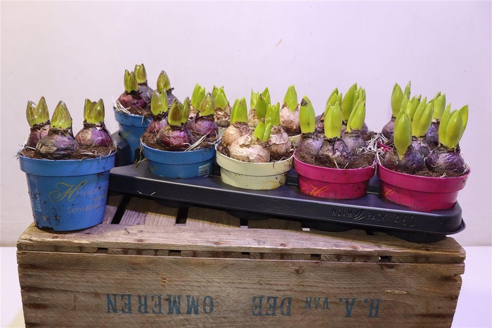 <h4>Hyacin Gem 3 Kl</h4>