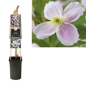 Clematis montana 'Pink Perfection' +3.0 label