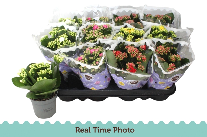 <h4>KAL GE GEM 5 KL</h4>