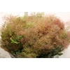 Cotinus Pruik P Bunch