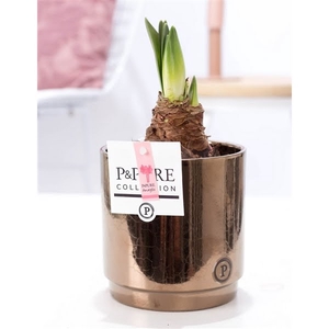 Hippeastrum pink in P&PURE Juliette ceramics goldbronze