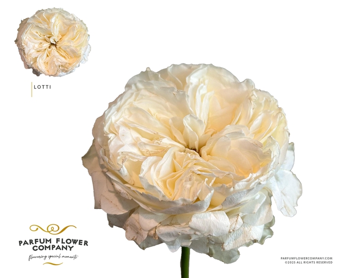<h4>Rosa Garden Lotti</h4>