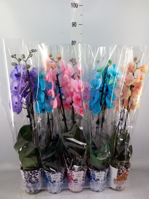 <h4>Phalaenopsis   ...</h4>