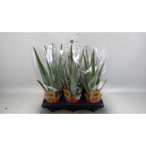 Aloe vera