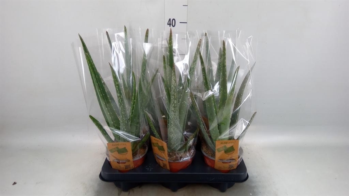 <h4>Aloe vera</h4>