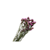 Statice Pink Natural