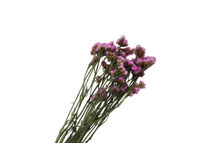 <h4>Statice Pink Natural</h4>