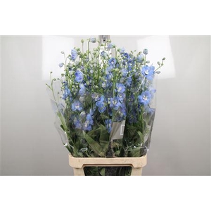 Delphinium DU 'Centurion Skyblue'