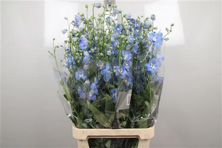 <h4>Delphinium DU 'Centurion Skyblue'</h4>