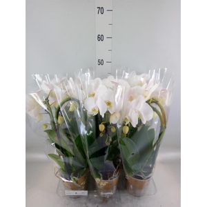 Phalaenopsis  'Elegant Cascade'