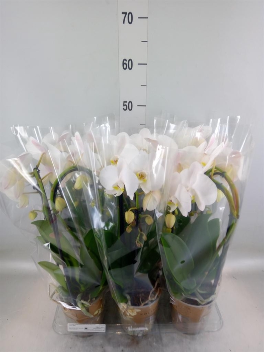 <h4>Phalaenopsis  'Elegant Cascade'</h4>