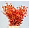 Ruscus Preserved Orange