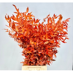 Ruscus Preserved Orange