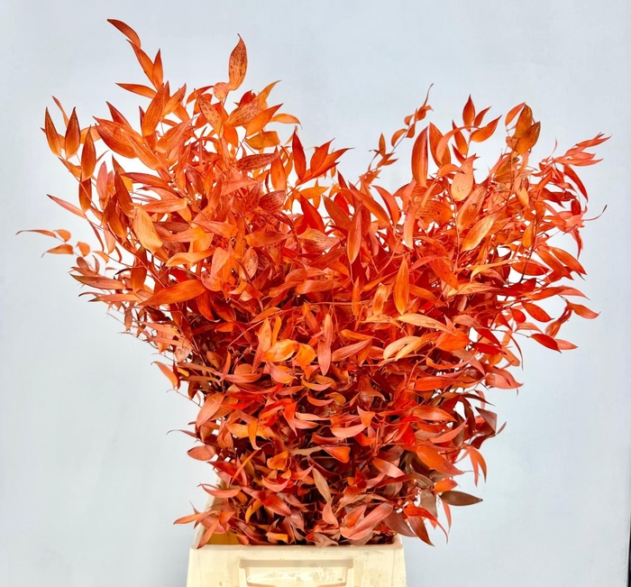 <h4>Ruscus Preserved Orange</h4>