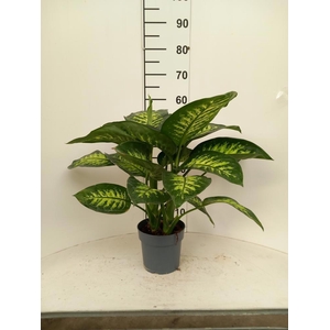 DIEFF SE TROPIC SNOW