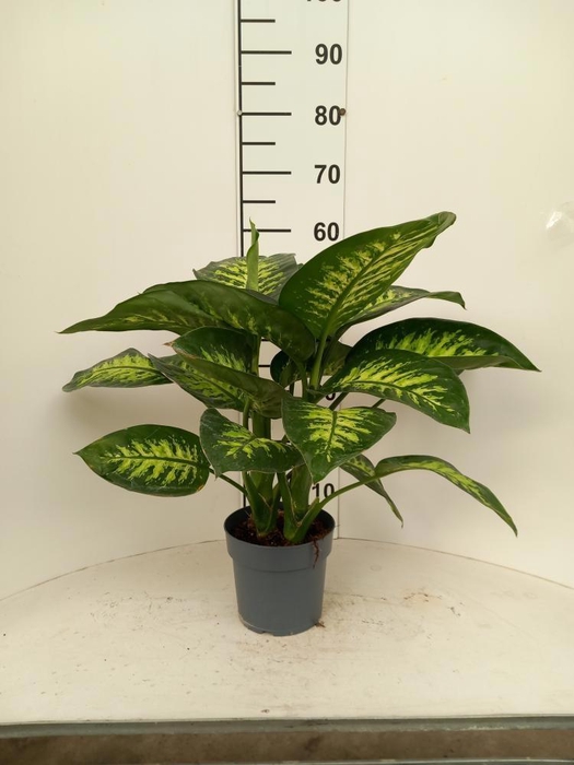 <h4>DIEFF SE TROPIC SNOW</h4>