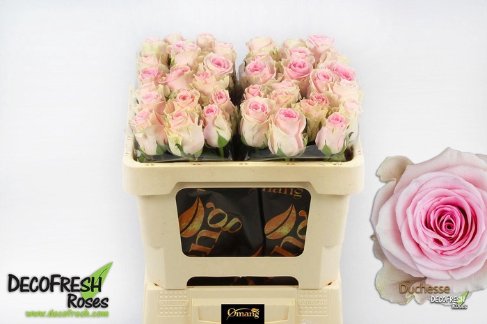 <h4>R Gr Duchesse</h4>