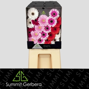 Germini Mix Dream Valentino Diamond