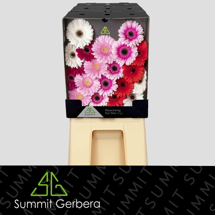 <h4>Germini Mix Dream Valentino Diamond</h4>