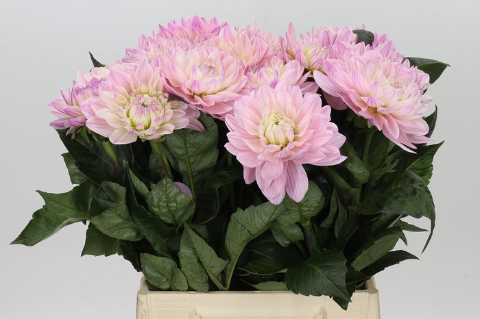 <h4>Dahlia Princess Kate</h4>