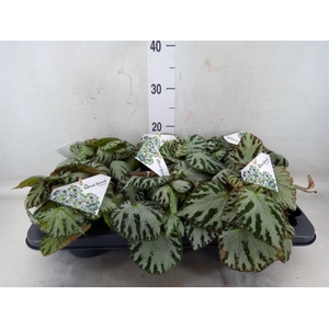 Begonia BD 'Silver Jewell'