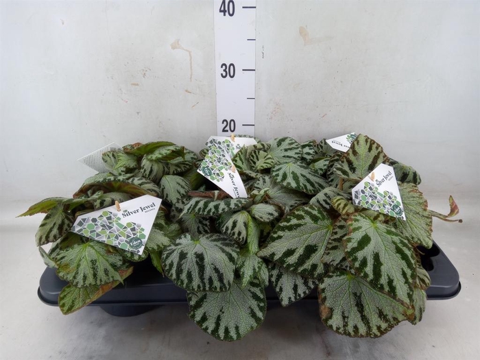 <h4>Begonia BD 'Silver Jewell'</h4>