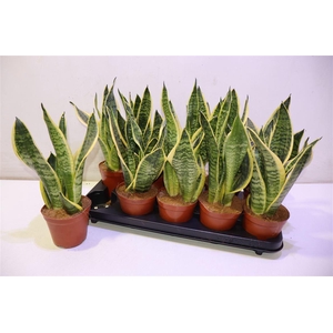 arr8 Sansev Futura Superb