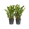 ZAMIOCULCAS P24