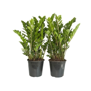 ZAMIOCULCAS P24
