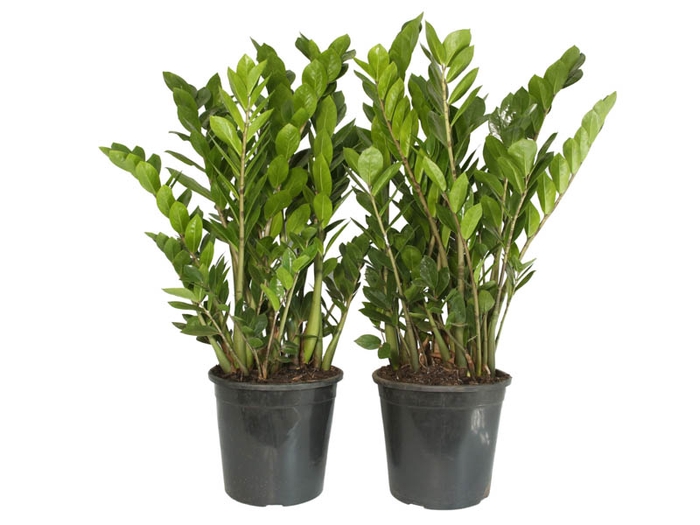 <h4>ZAMIOCULCAS P24</h4>