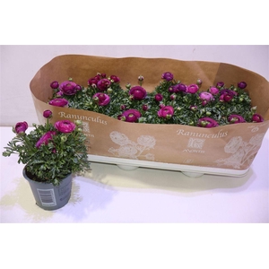 arr8 Ranun Sprink Violet