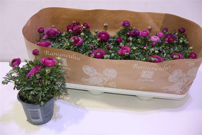 <h4>arr8 Ranun Sprink Violet</h4>