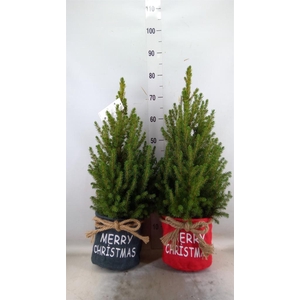 Picea glauca 'December'