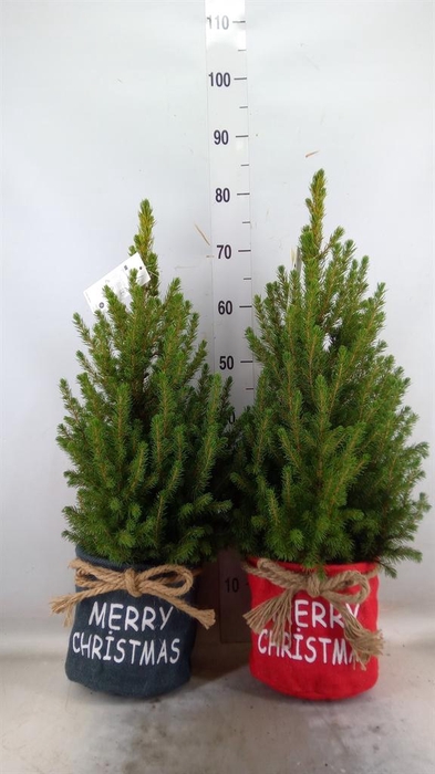 <h4>Picea glauca 'December'</h4>