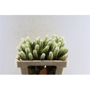 Protea Mundi White C