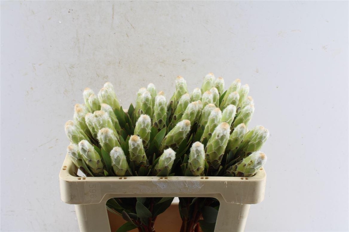 <h4>Protea Mundi White C</h4>