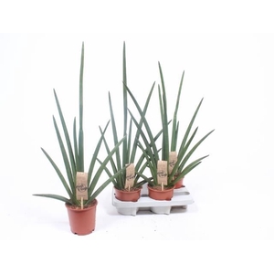 Hjbo Blomster ApS Webshop