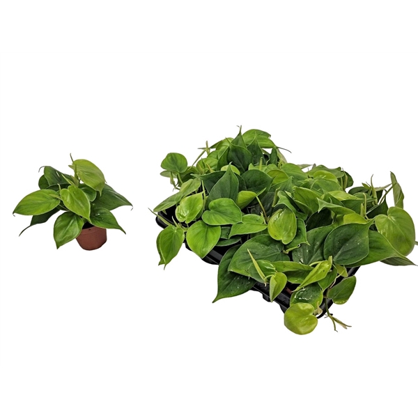 <h4>Philodendron Scandens</h4>