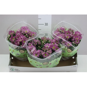 Chrysanth Art Armin Schaal