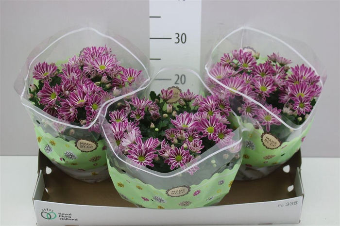 <h4>Chrysanth Art Armin Schaal</h4>