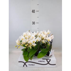 Phalaenopsis   ...mini