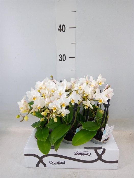 <h4>Phalaenopsis   ...mini</h4>
