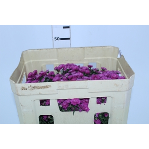 ASTER MARIANA 040 CM PINK