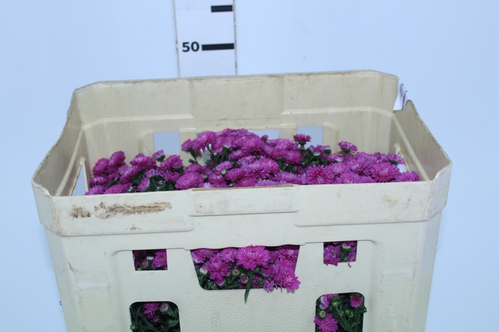 ASTER MARIANA 040 CM PINK