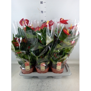 Anthurium andr. 'Tremendo'