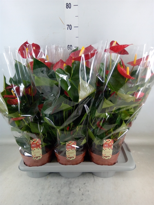<h4>Anthurium andr. 'Tremendo'</h4>