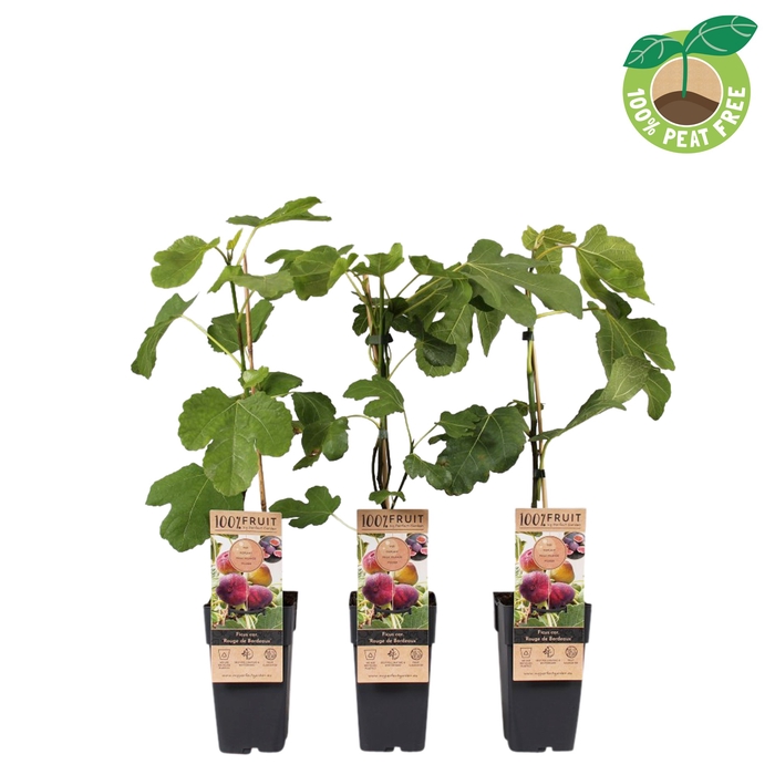 <h4>Ficus Carica Rouge De Bordeaux</h4>