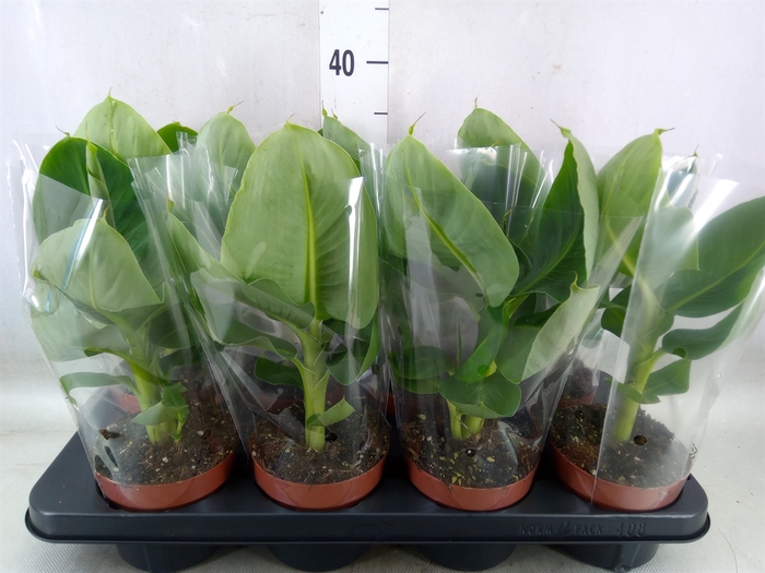 <h4>Musa  'Tropicana'</h4>