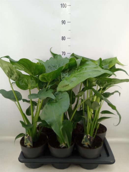 <h4>Alocasia cucullata</h4>