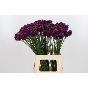 Allium Sphaerocephal (kogel)
